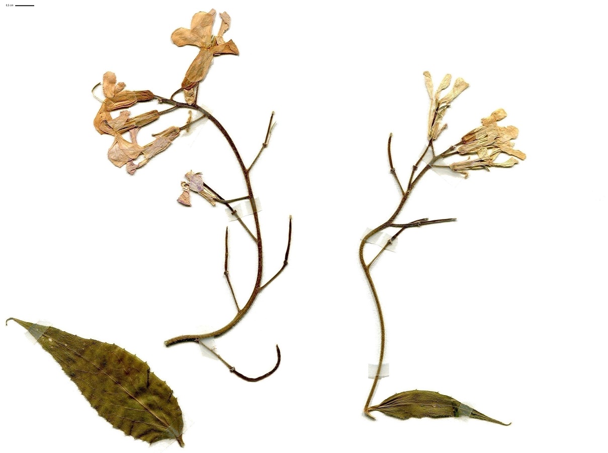 Hesperis matronalis subsp. matronalis (Brassicaceae)